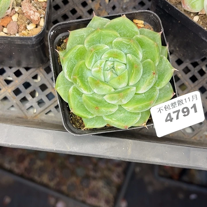 是***呀阿雅园艺。       4791