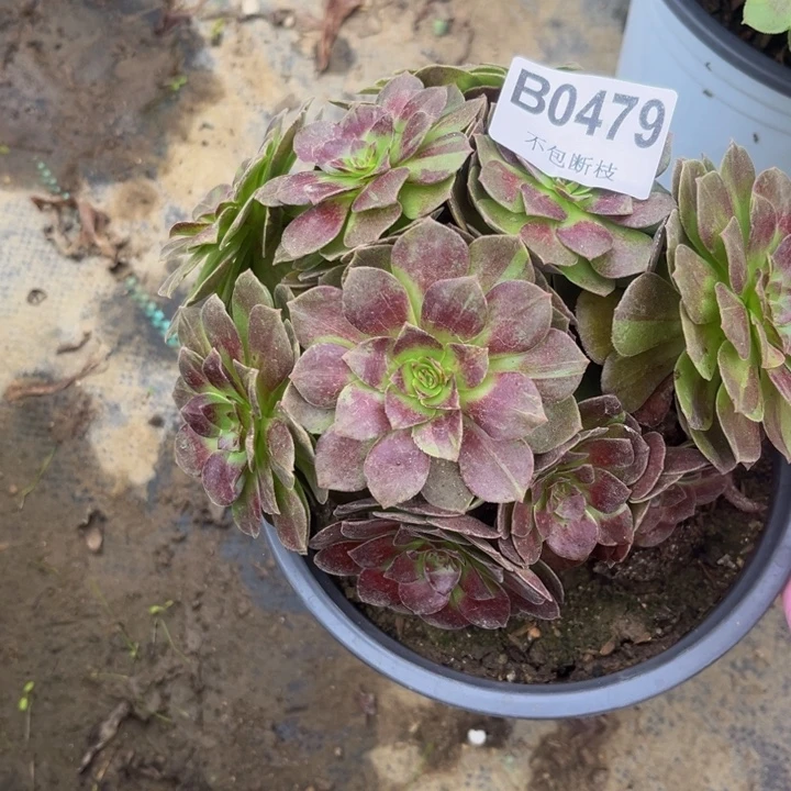 479 多肉植物瑕疵不包断枝