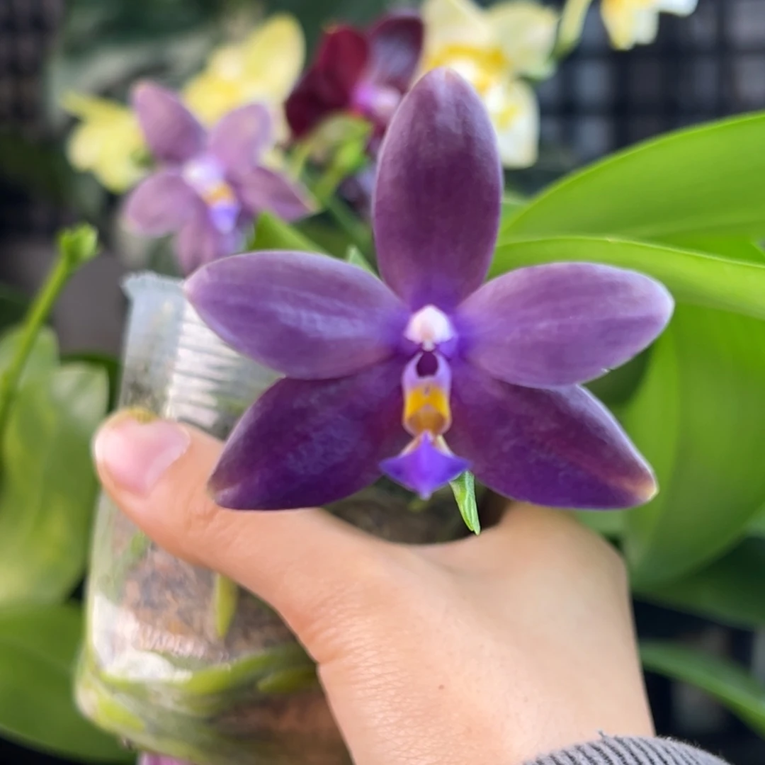 完全开放27号，98米