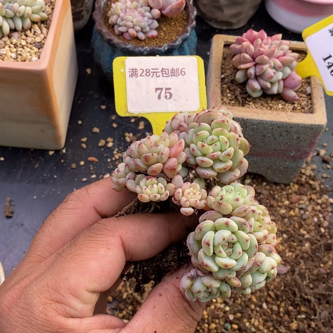 *️****675白胖子群多肉植物