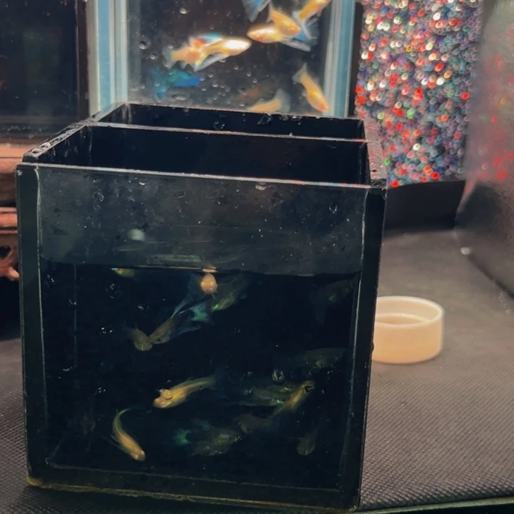 孔雀鱼淘汰鱼运费
