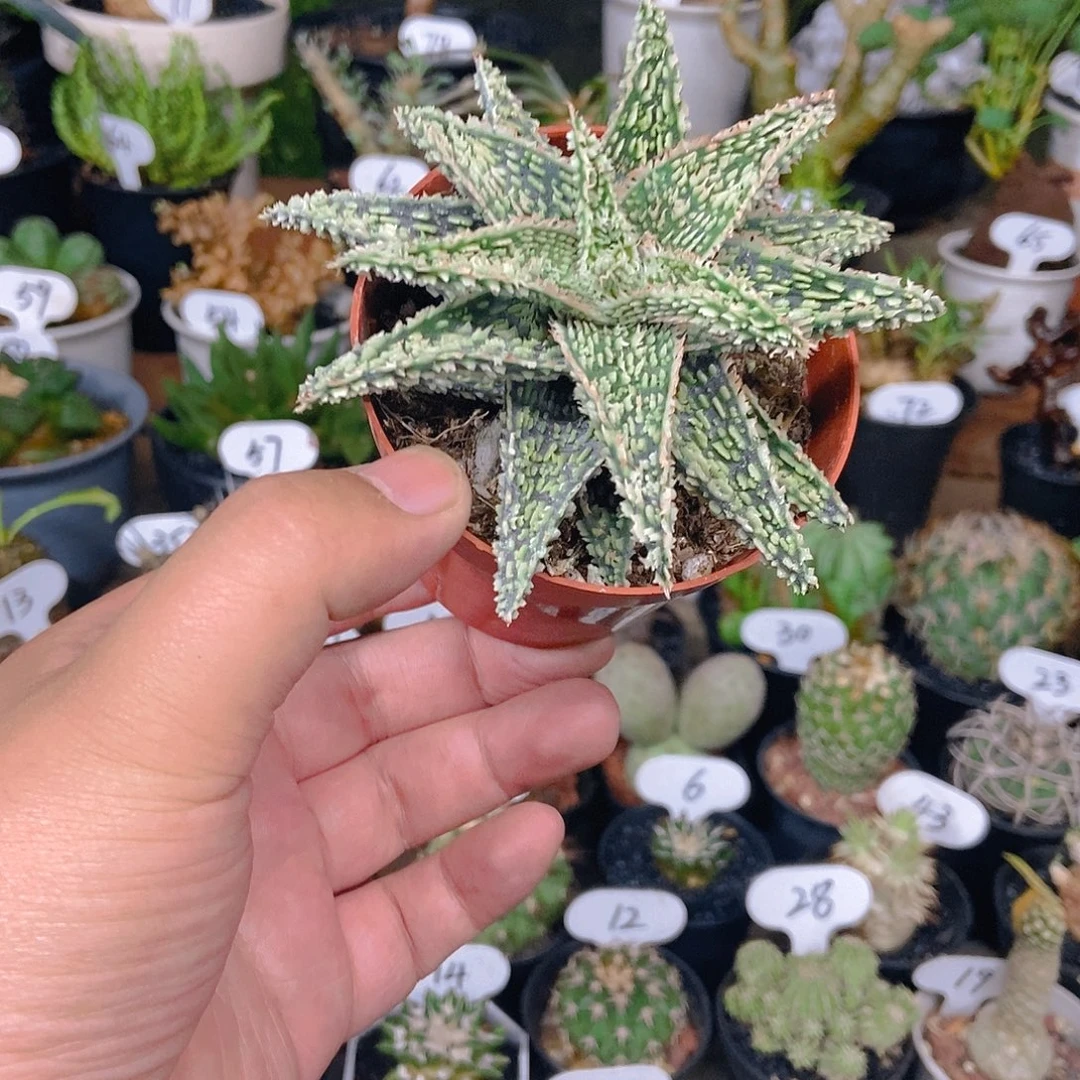 圣诞芦荟一物一拍