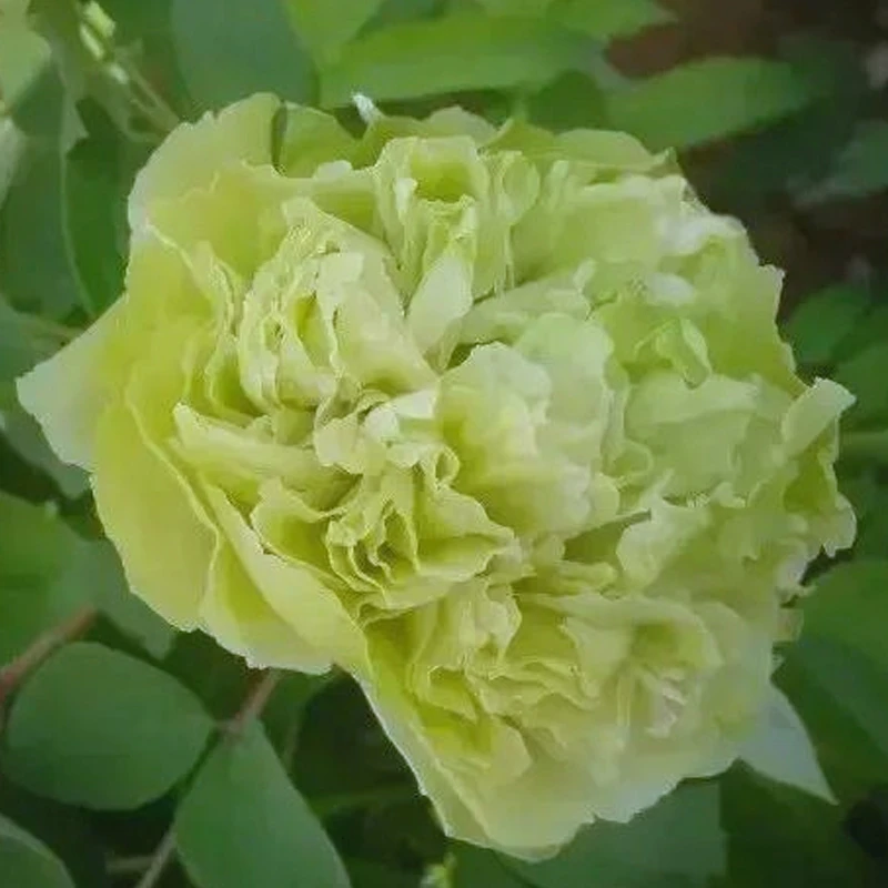 【豆绿】洛阳牡丹花原盆原土带芽发货牡丹苗重瓣花卉树苗北方耐寒