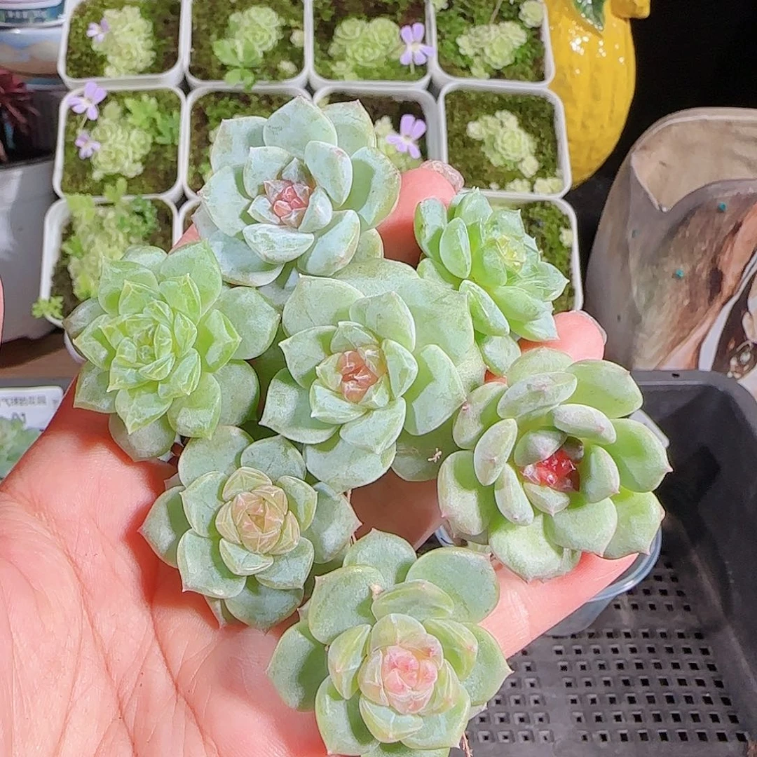 0722-:-7糖心珍妮