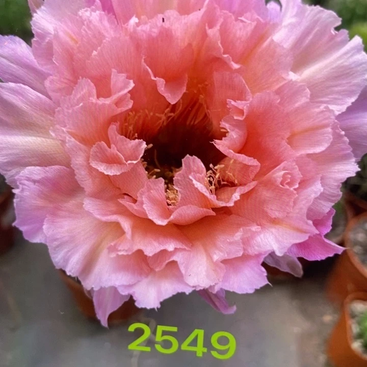 彩草香味2649号6.5公分左右