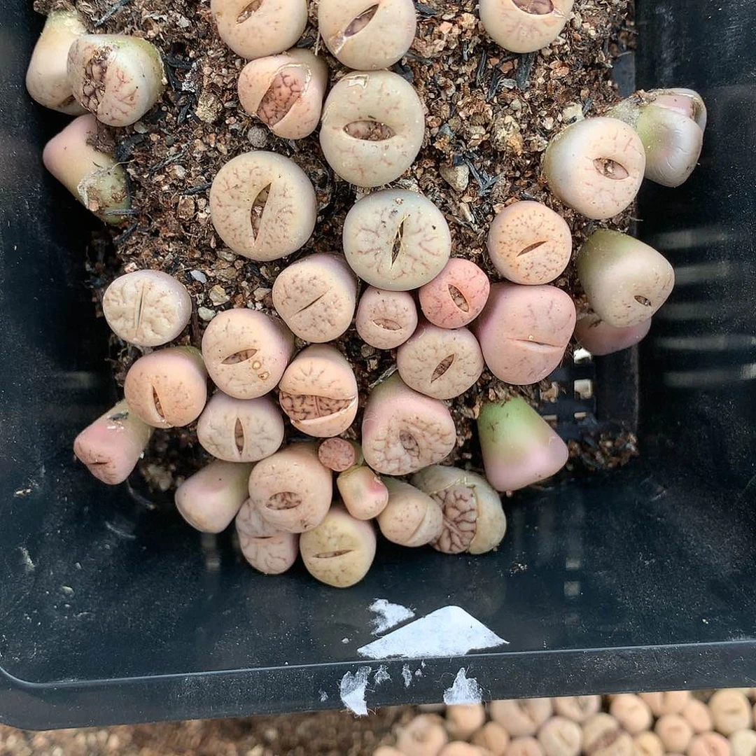 不****读E400多肉植物保护