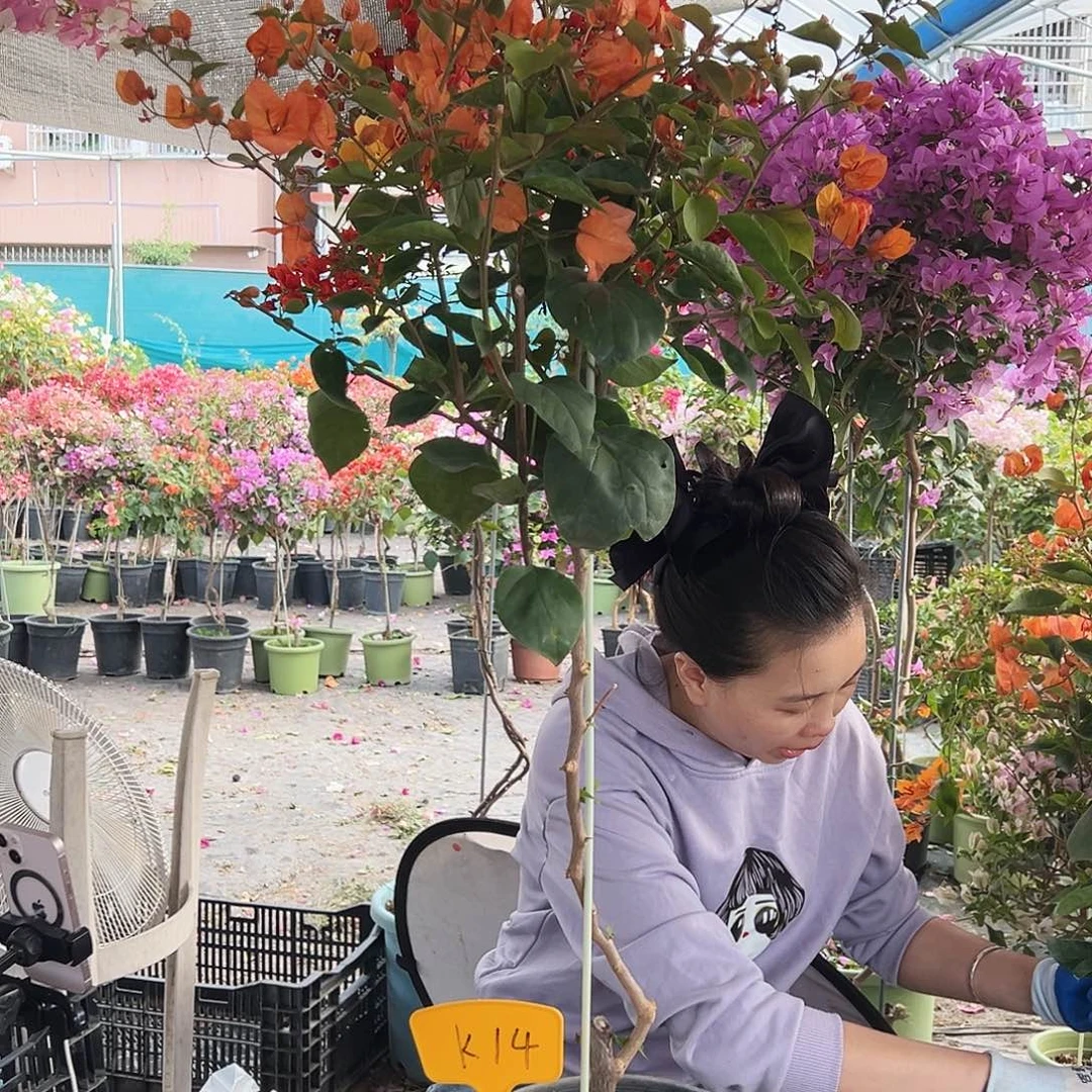 清***流大部分花苞少量开放K14阿达娜