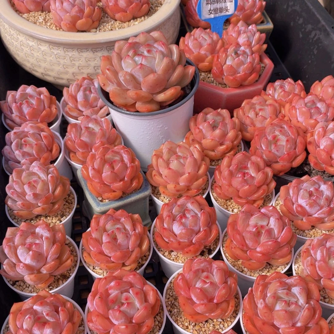 量拍66号 果冻韩版仙女橙单头5个