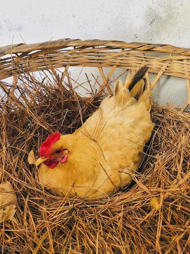 （抱窝带仔20）运输箱发货