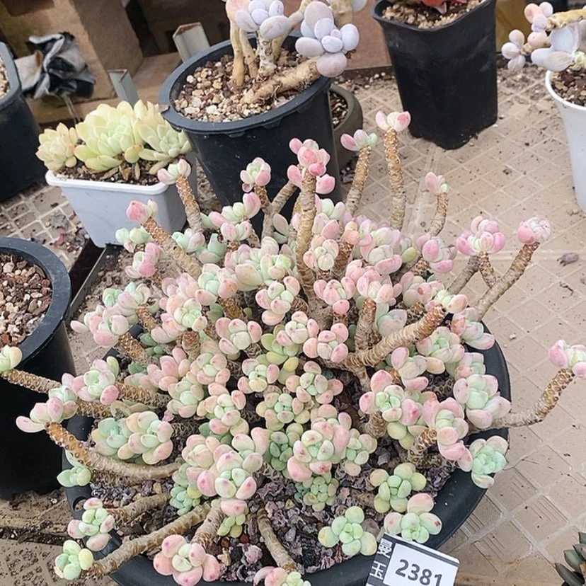 【闪购商品】罗琦2381