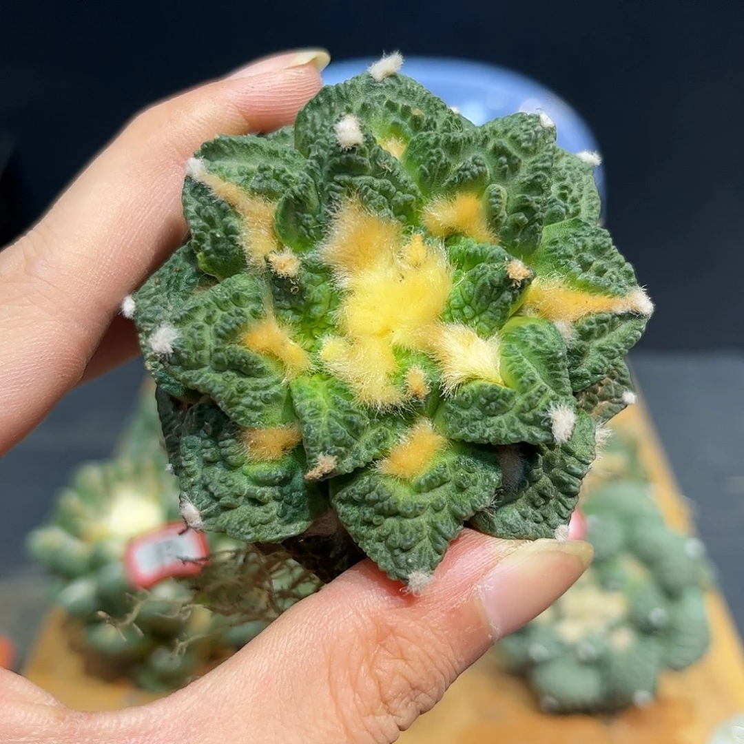 16号自根辛盾花牡丹