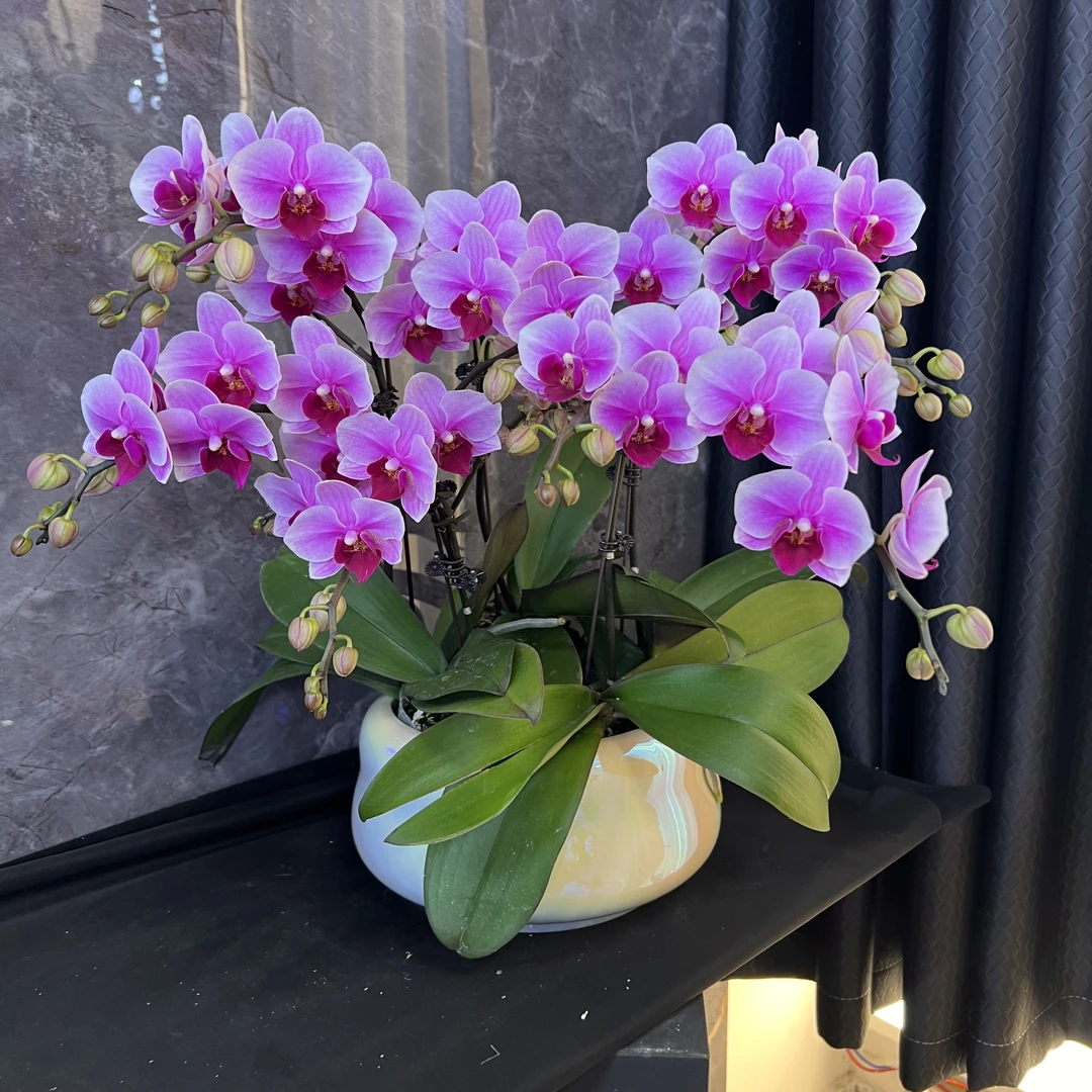 【宝贝-蝴蝶兰】 懒人种植 禅意 轻奢 易养花期长 送礼