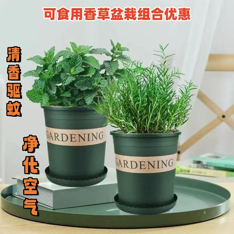 薄荷盆栽可食用小苗室内驱蚊绿植迷迭香四季香草植物柠檬猫薄荷叶