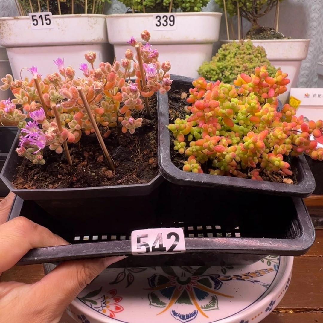 枝干番杏多肉植物542