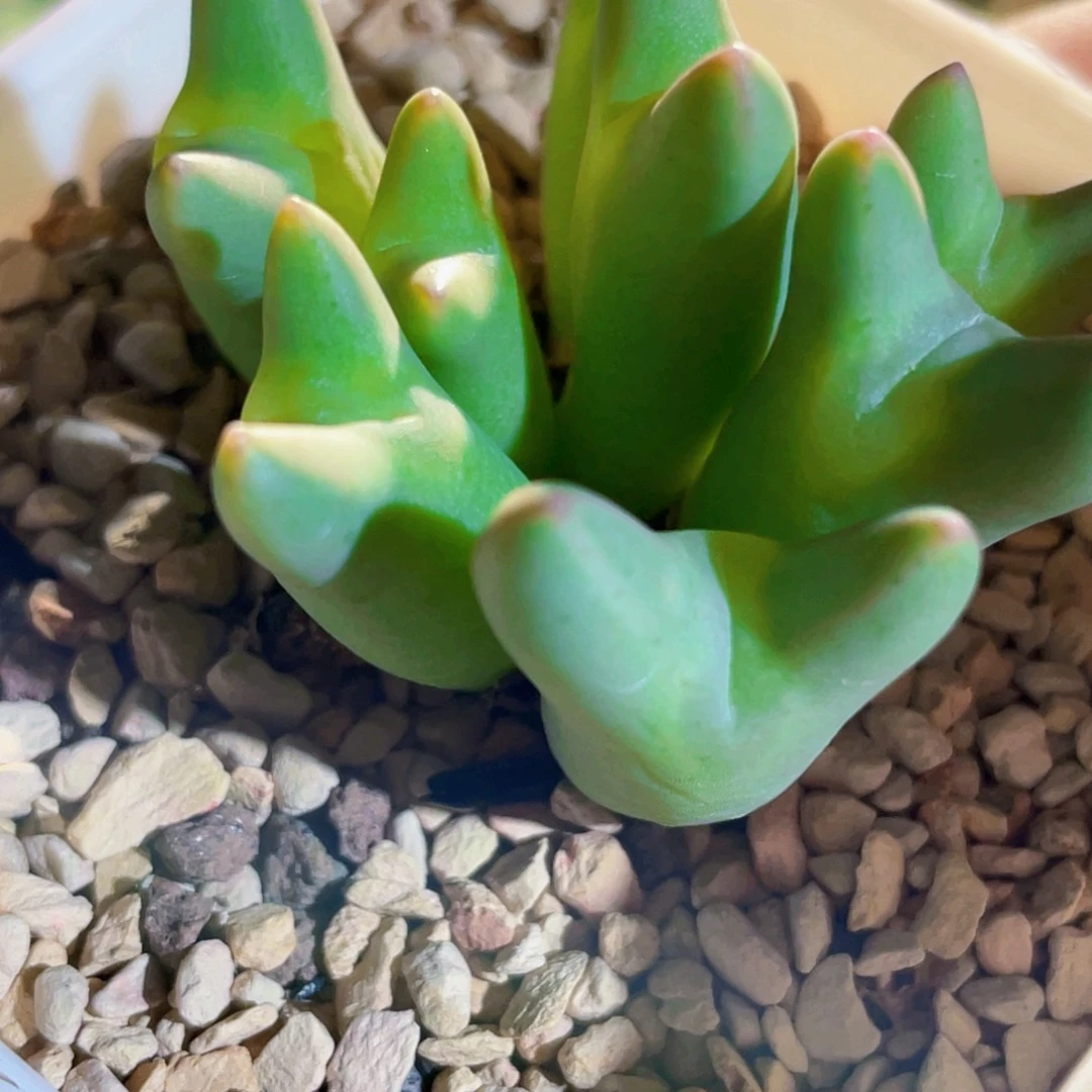 榴***蓮皮卡丘植物一物一拍