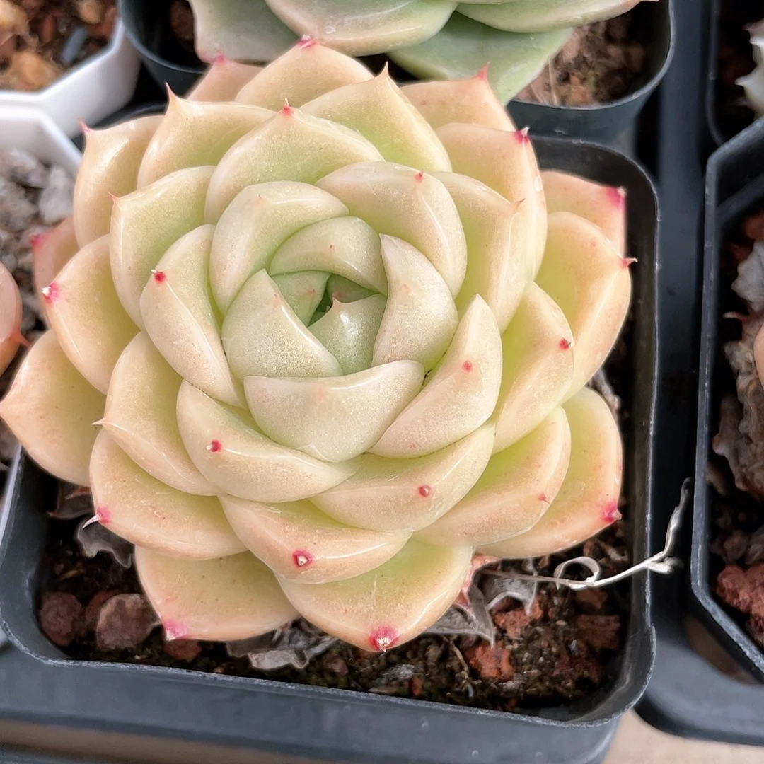 小*优选麦秆福利9023