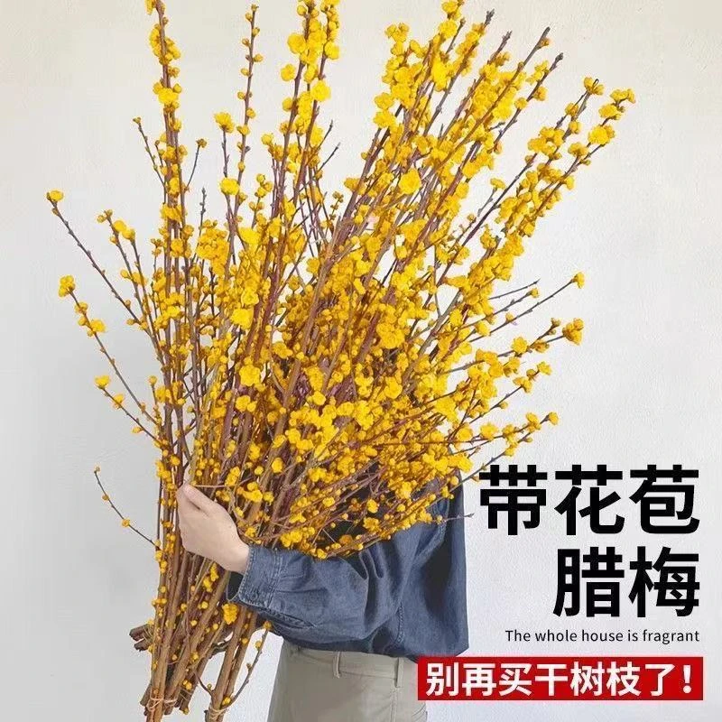 干枝腊梅水培鲜切花耐寒好养遇水开花浓香型年宵花卉