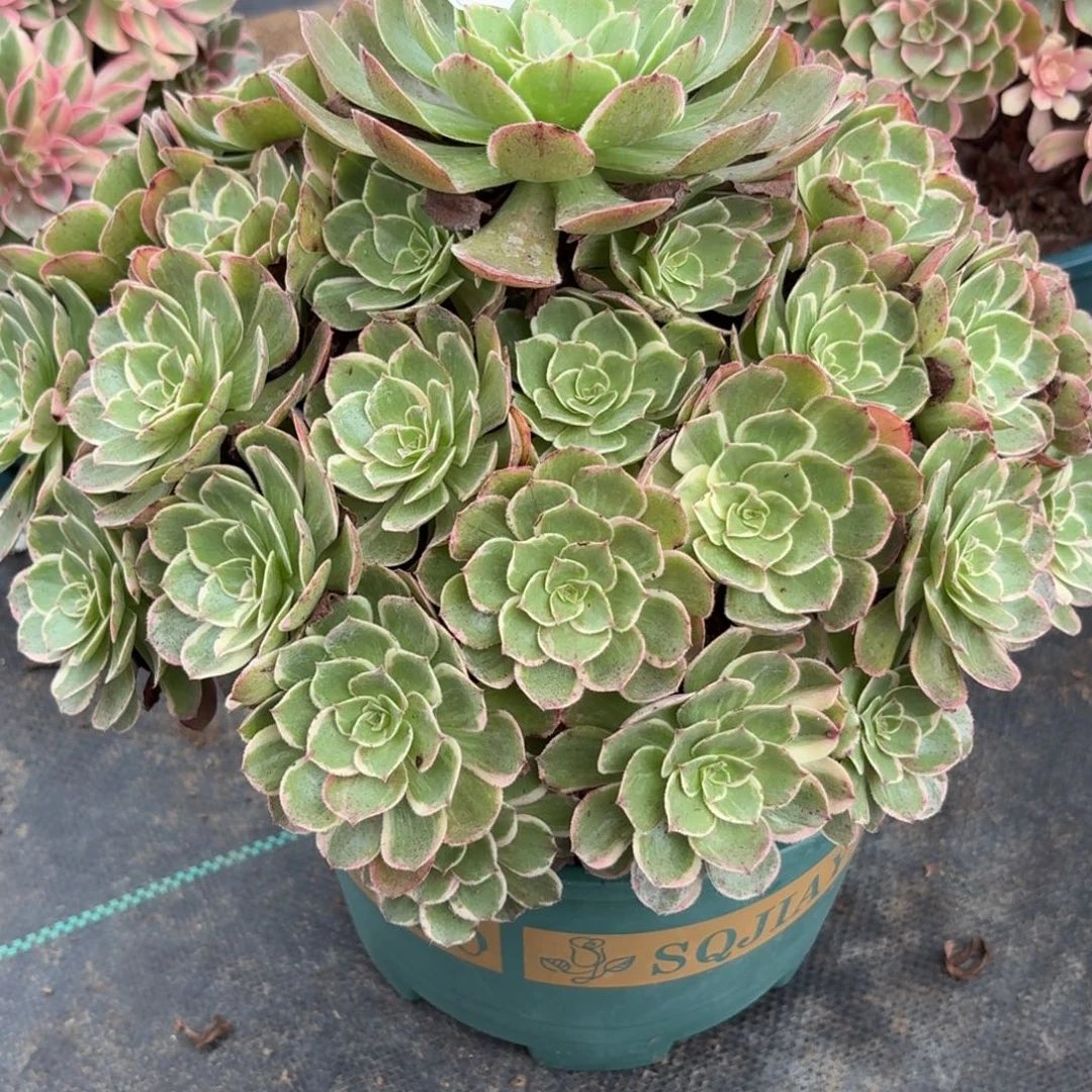 239莲花多肉植物多肉546694