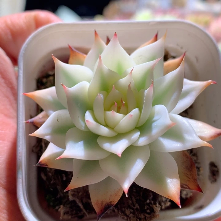 五十铃宽覆轮锦有根