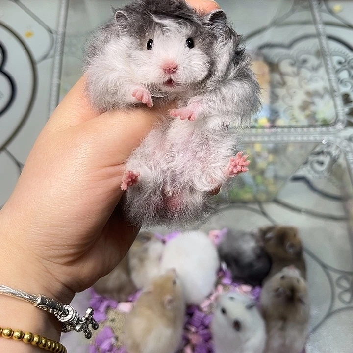 卷毛黑波利弟弟一只