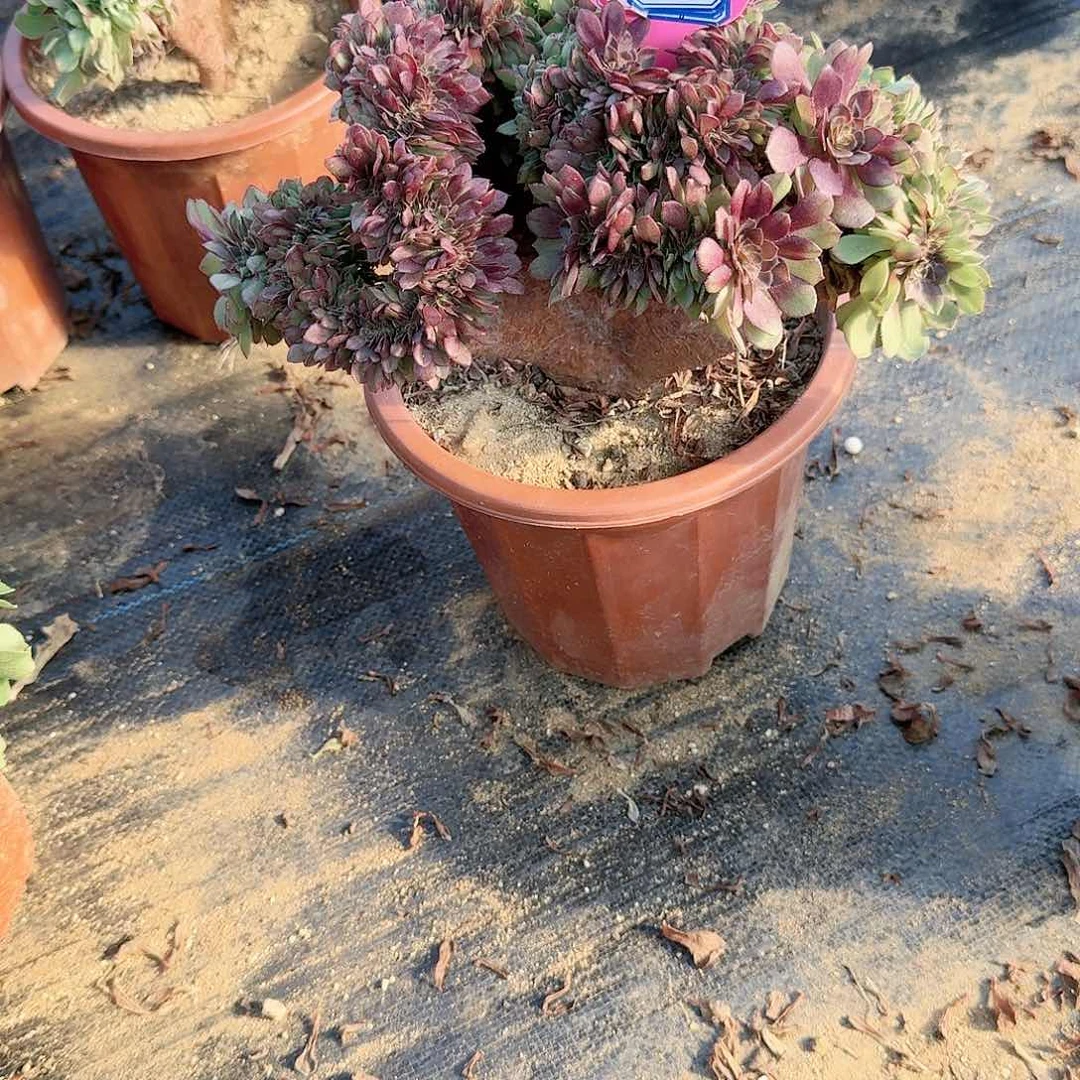 小*唛万朵朵一颗满28包邮