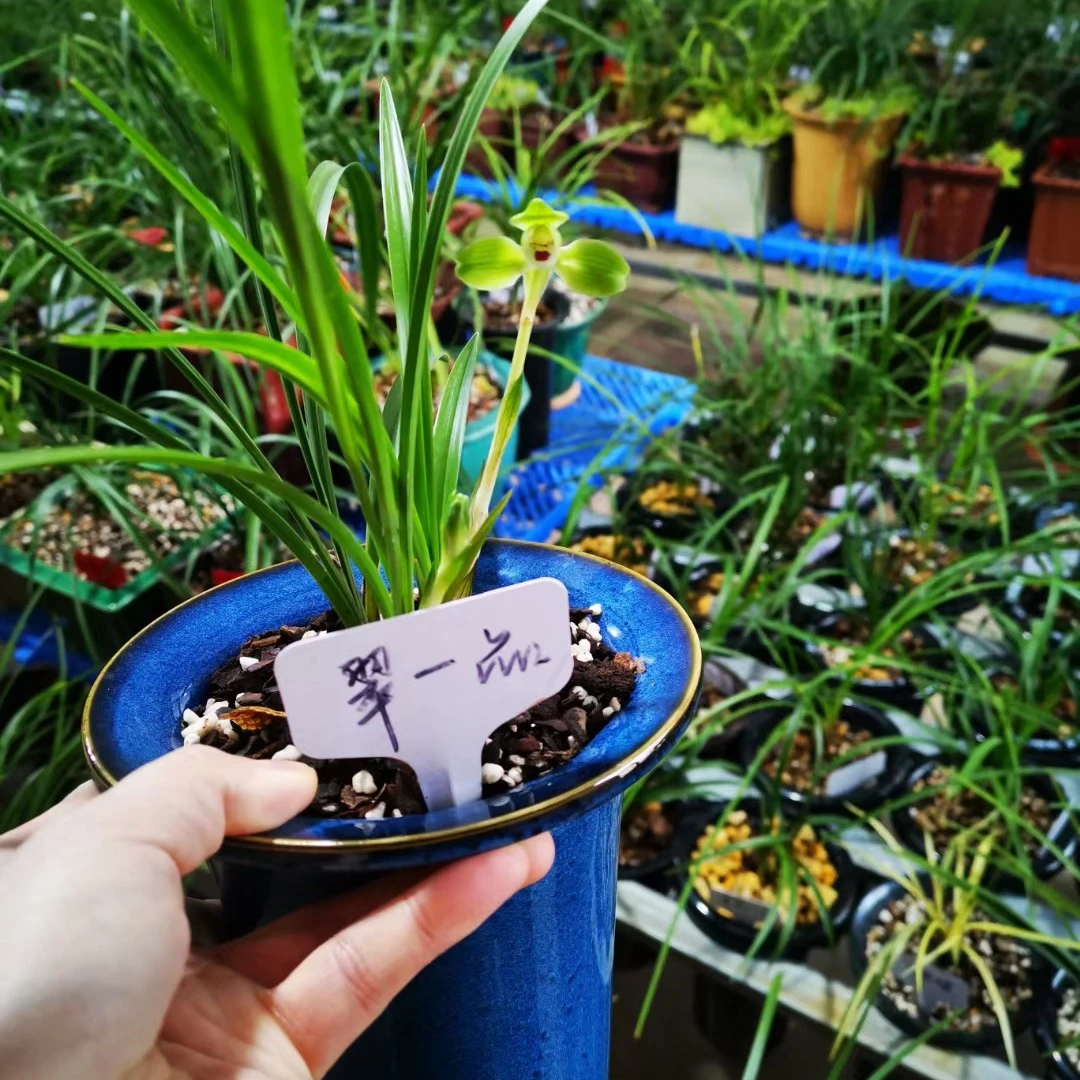 承德兰花之春兰翠一品5苗