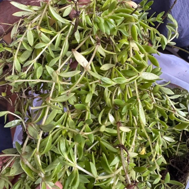 【蛟哥土特产】永嘉高山老鼠牙(半边莲)