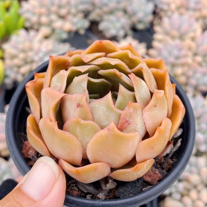 牛皮糖11112228888888