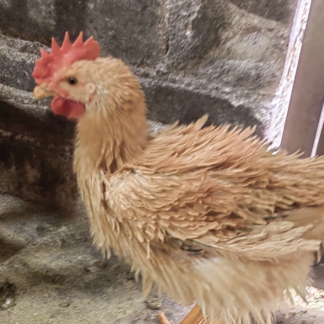 【整鸡】翻毛鸡麒麟鸡倒毛鸡  皮脆肉滑 整鸡发货