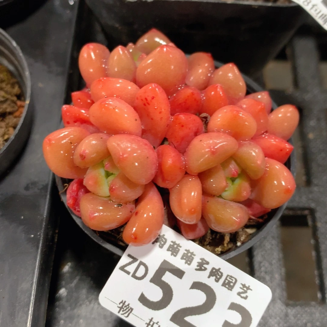 肉萌萌拇指盆精控多肉ZD523