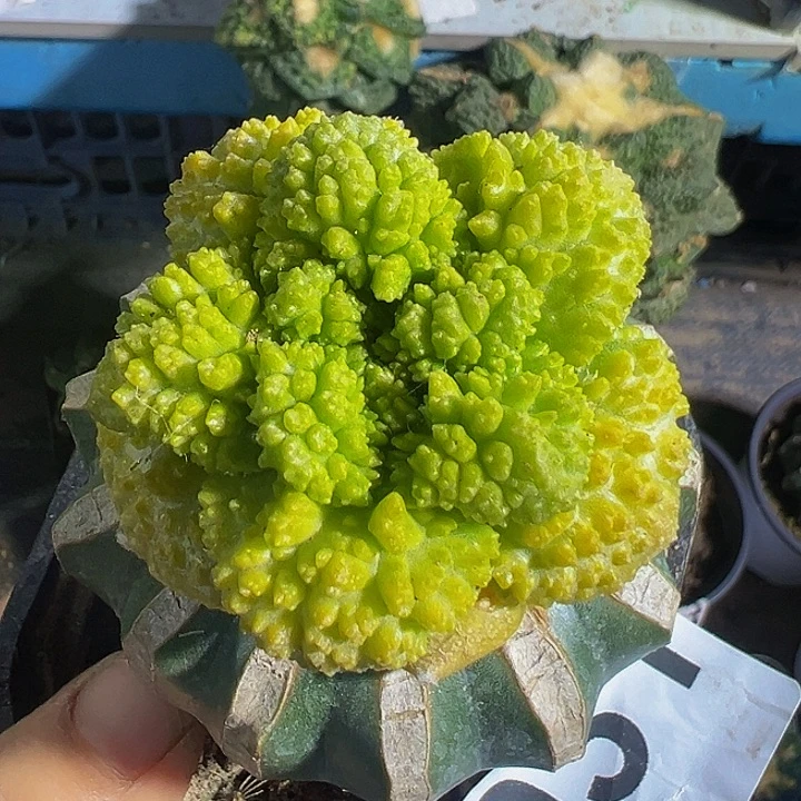 菜花牡丹锦031仙人球