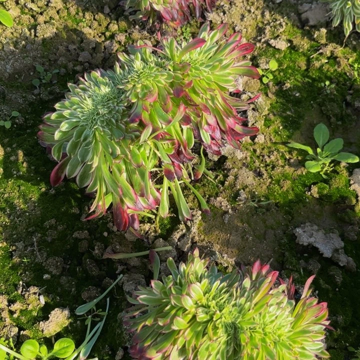天和缀多肉植物捧花的