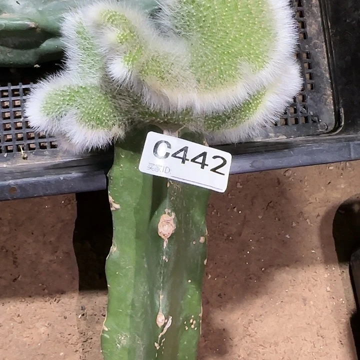 自**心嫁接九尾狐缀化442