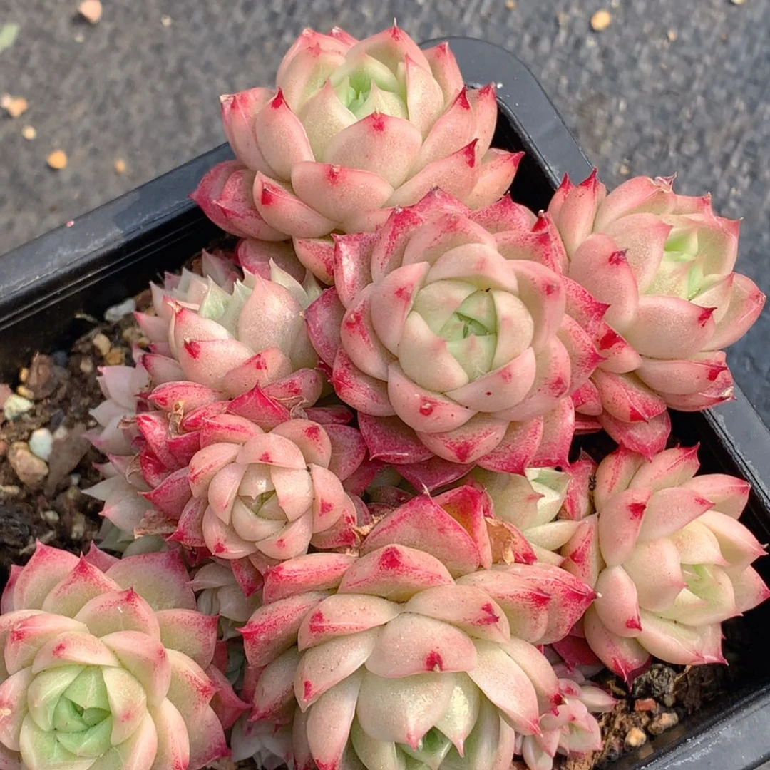 0313-143 麦杆优选