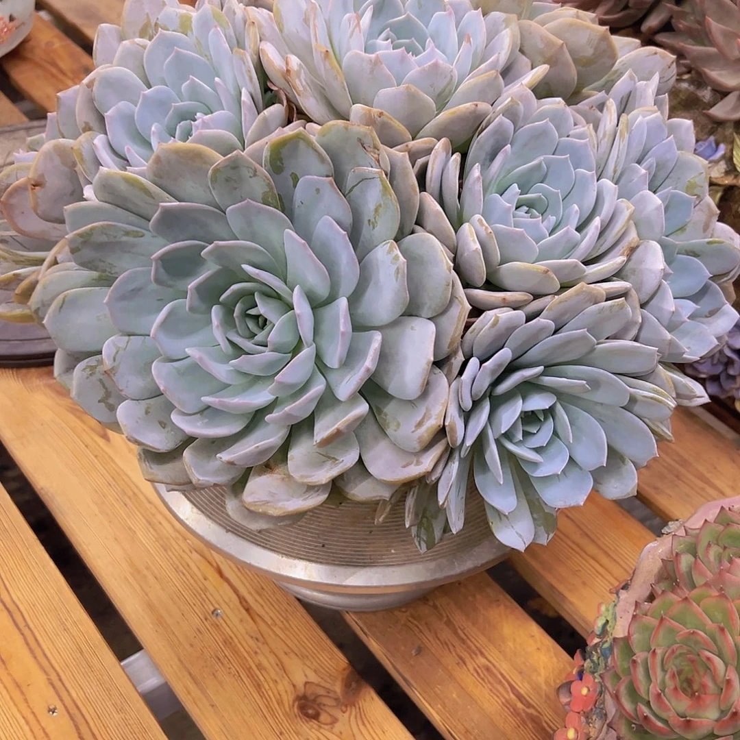 白茶多肉植物懂事长专拍