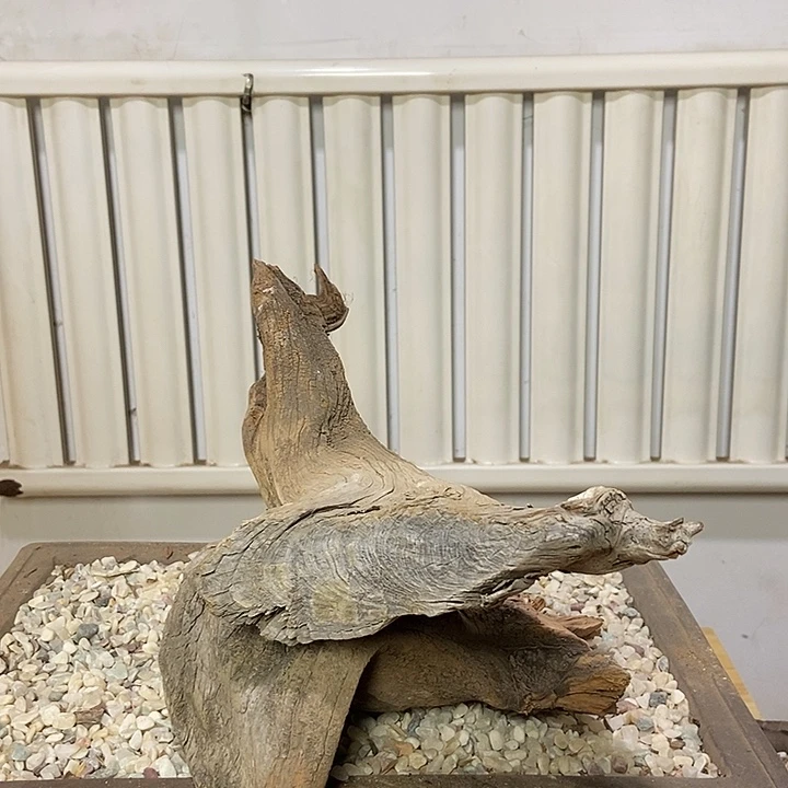 用***8柏木崖柏根雕天然艺术
