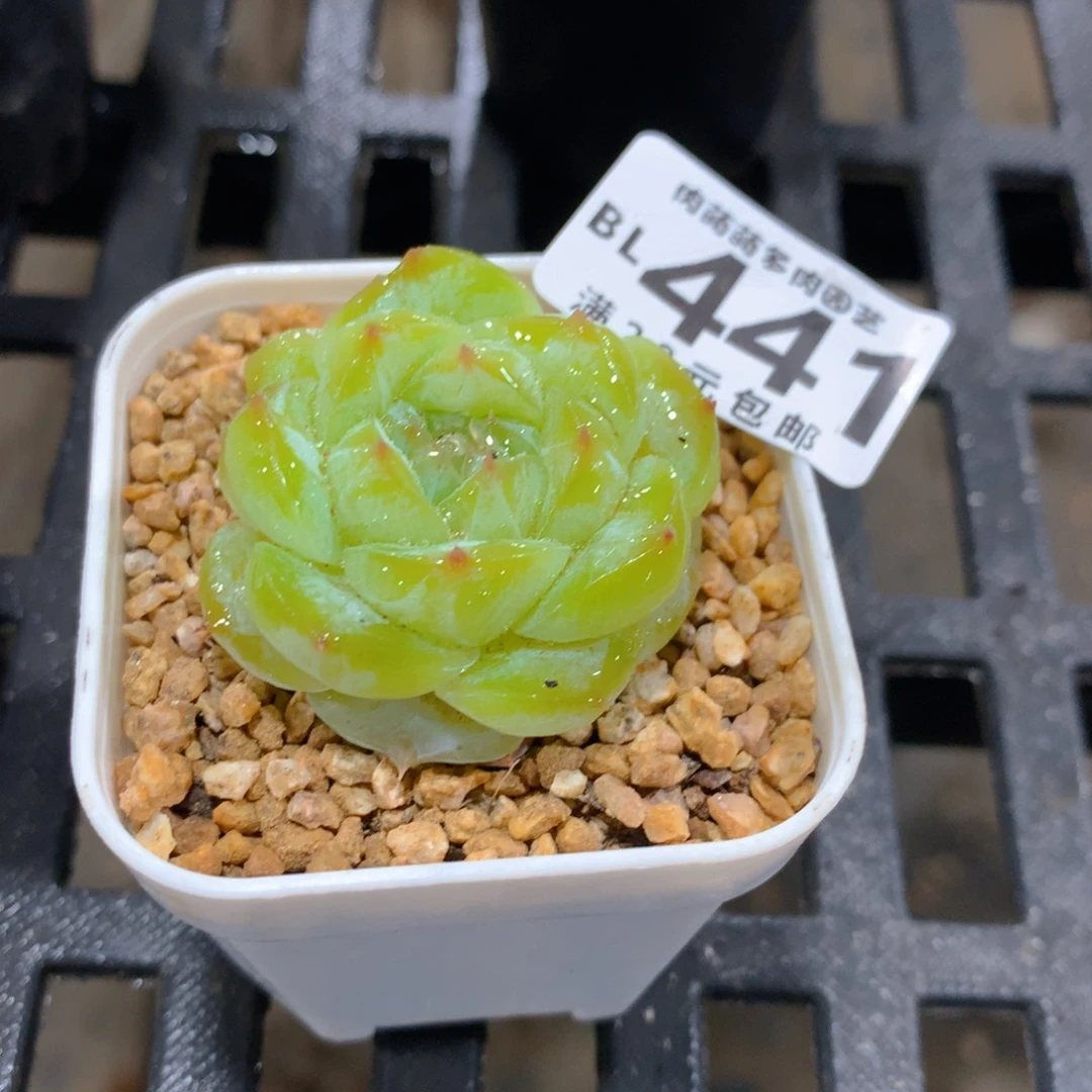 肉萌萌5cm拇指盆精控多肉BL441