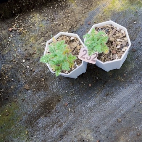 232羽叶杨奎一物一图如图