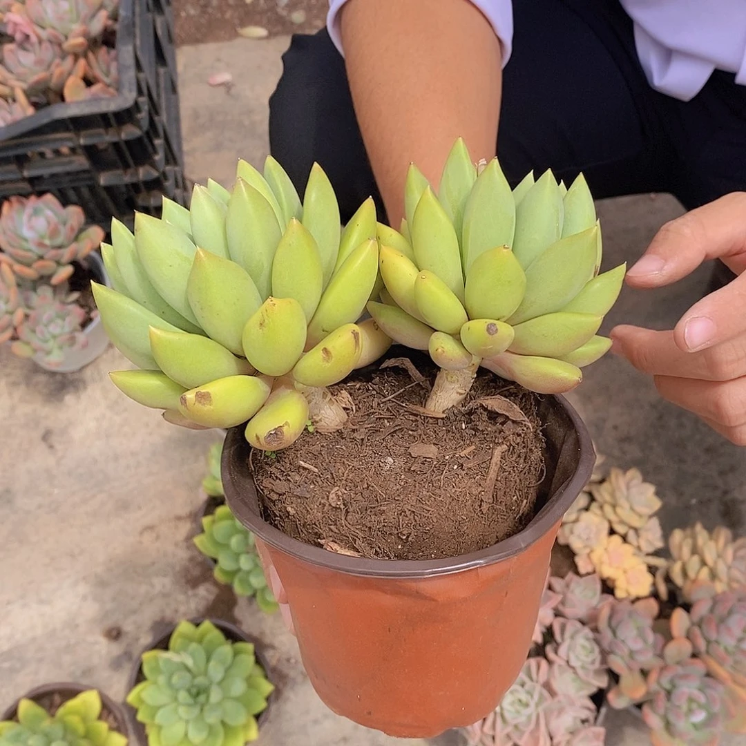 双头起发黄金象牙一盆