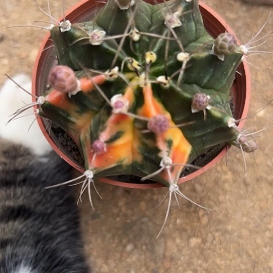 娟*实生球56677888