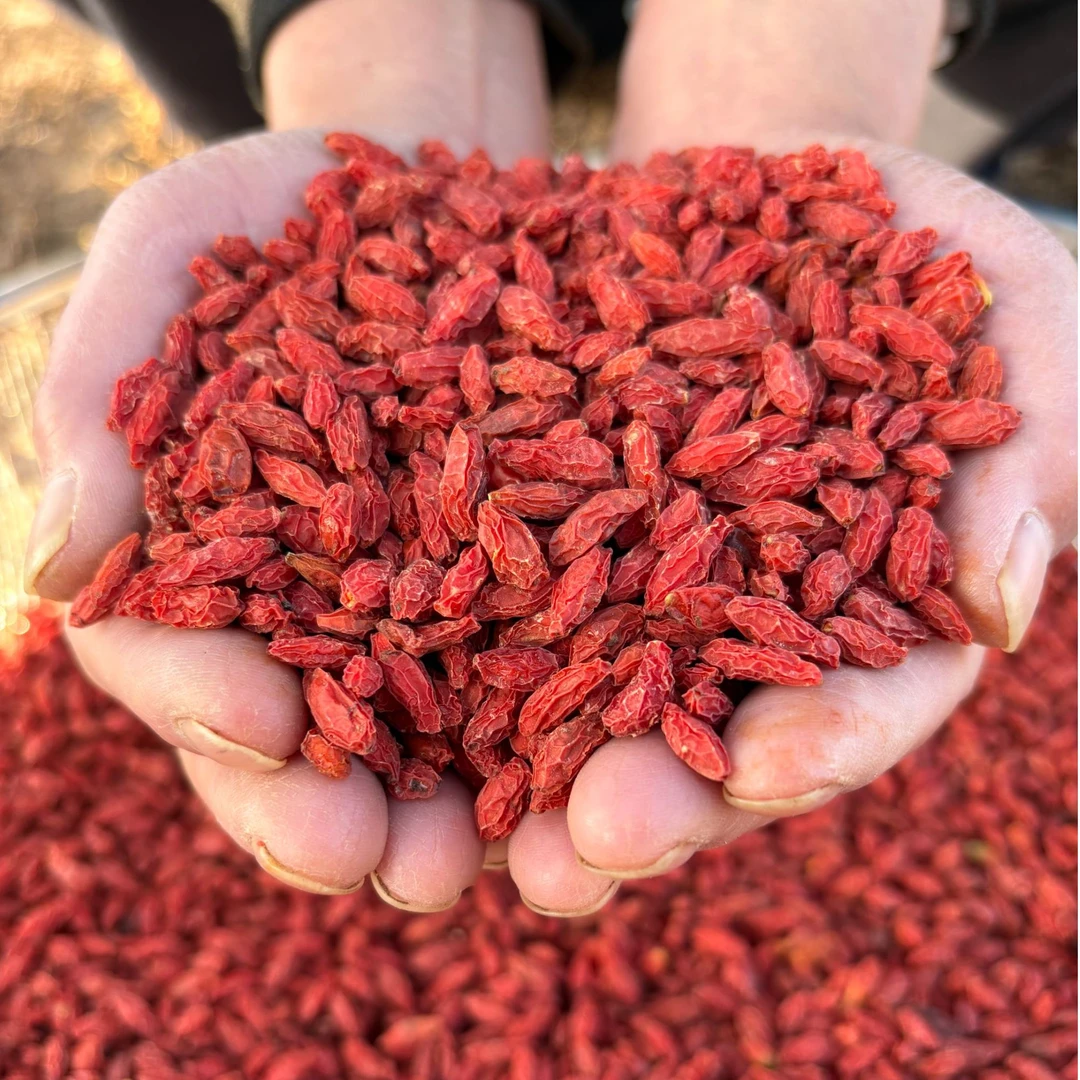 【野生枸杞】甘肃深山采摘，无硫熏，无添加，甘肃发货