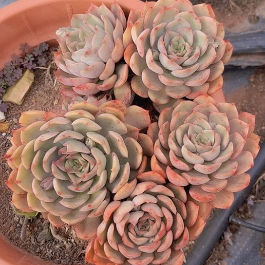 任*生多肉植物。。。。。。。。。。。。。。。。。。。