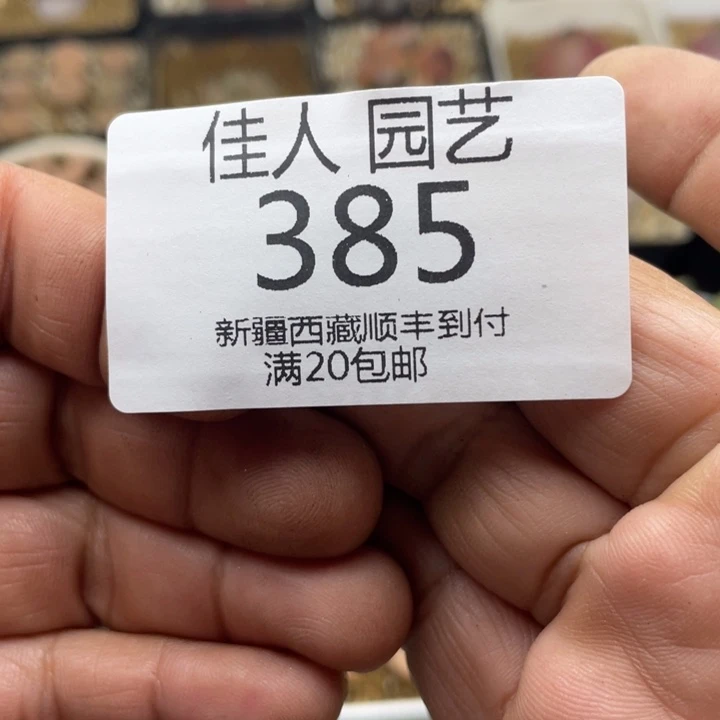 ?****呵佳人园艺上福利啦呵呵385