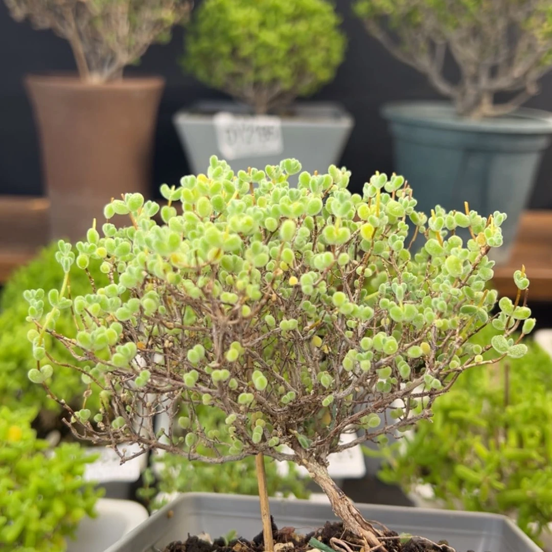 【闪购商品】捡漏！dy2233老桩大莱斯