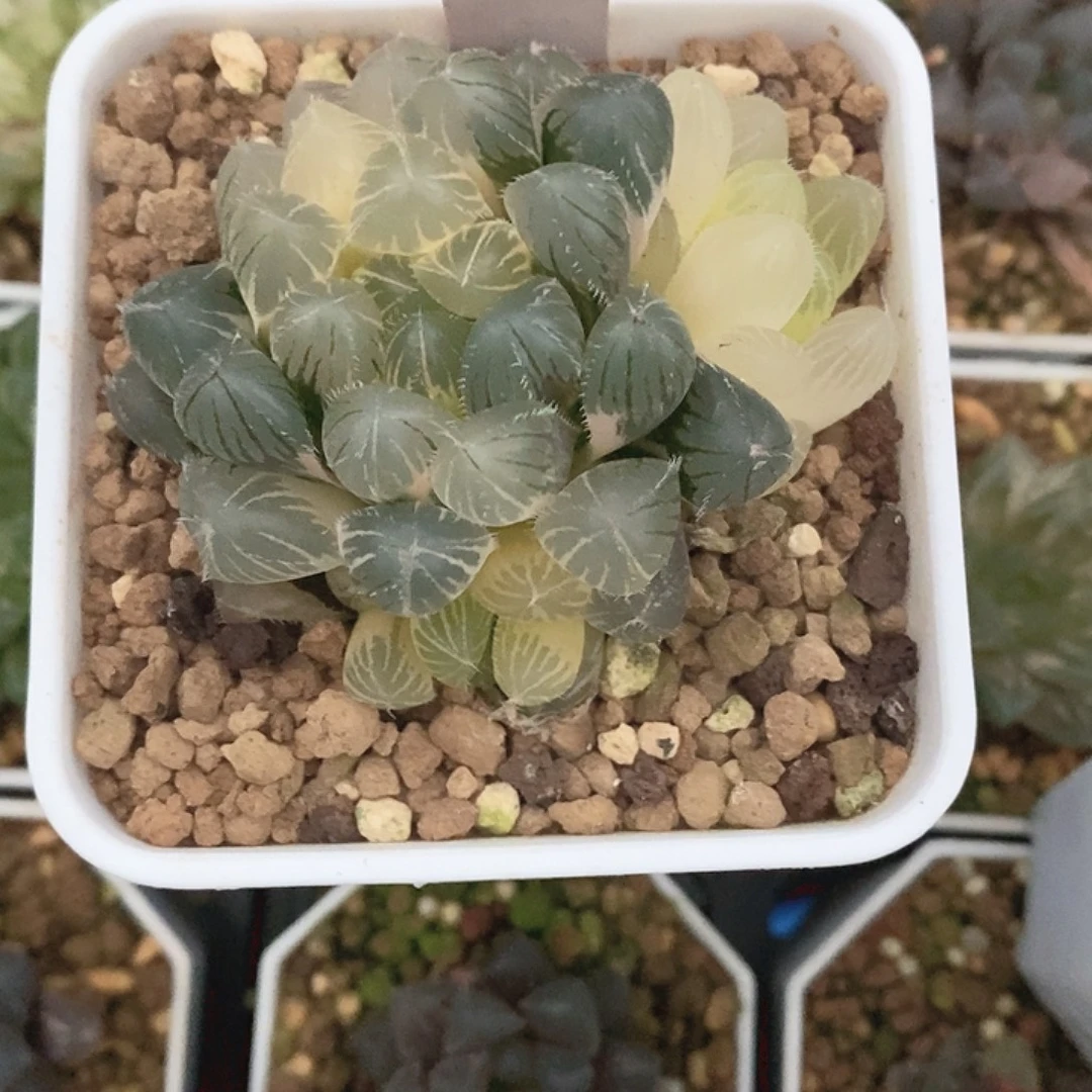 玉露十二卷多肉植物