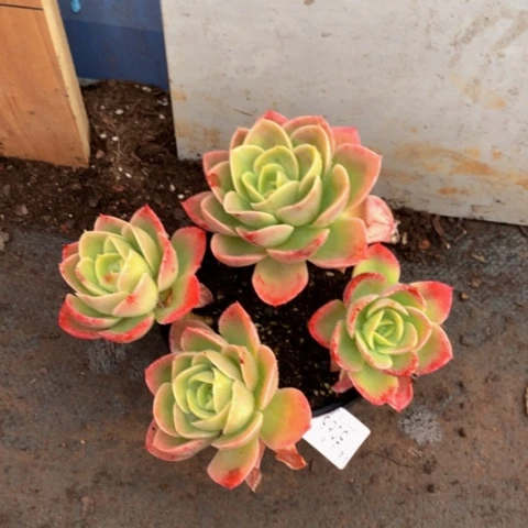 周*5066星娜塔多肉