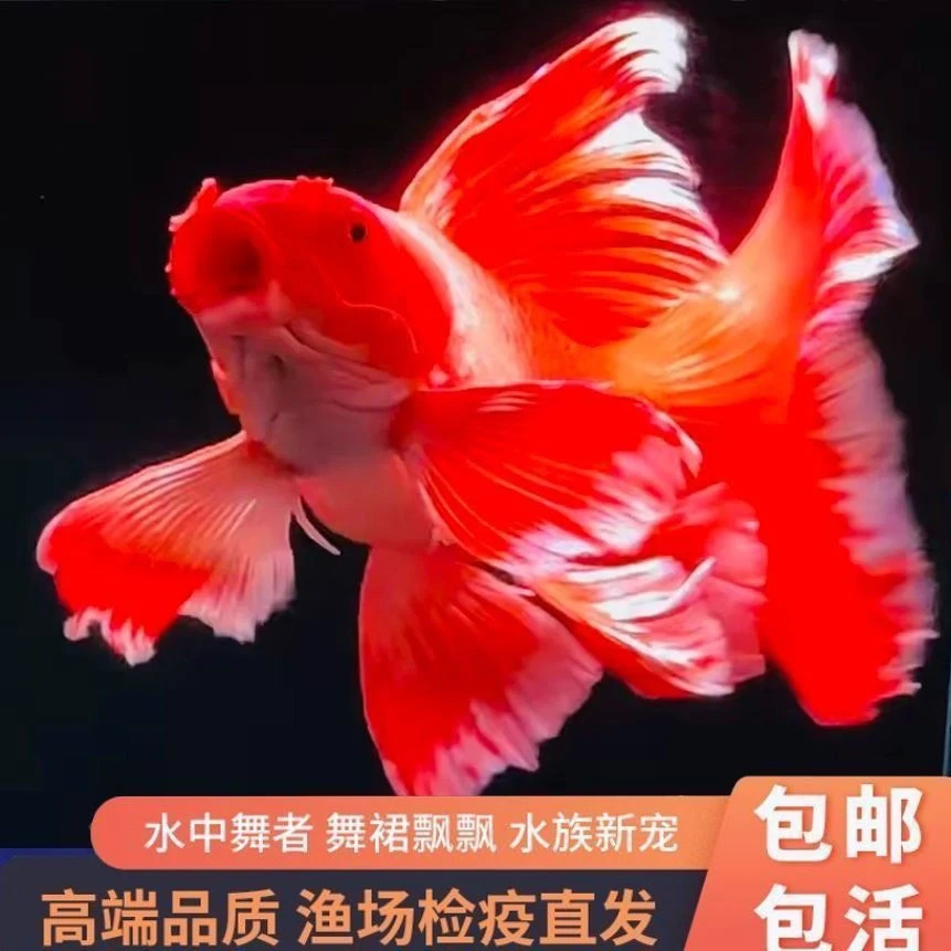短身球体普身蝴蝶鲤全场包邮包损 现挑现选满意发货