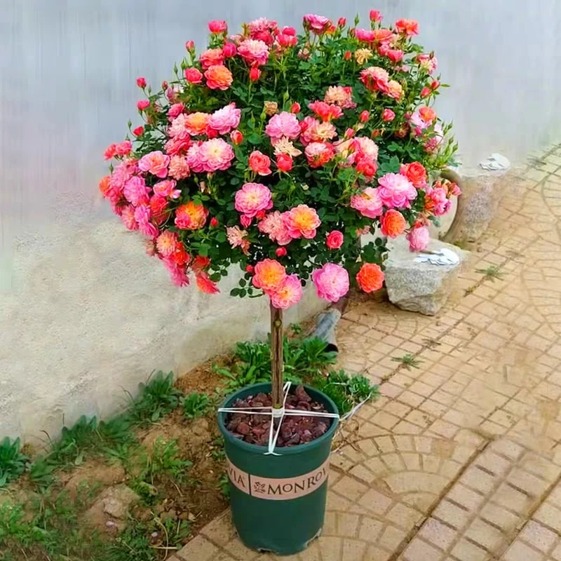 三色矮杆棒棒糖月季 阳台庭院花艺 四季开花 花香浓郁 赠送月季肥
