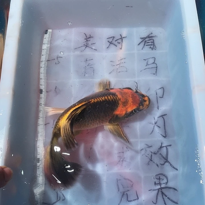 蝴蝶鲤鱼渔场直发46