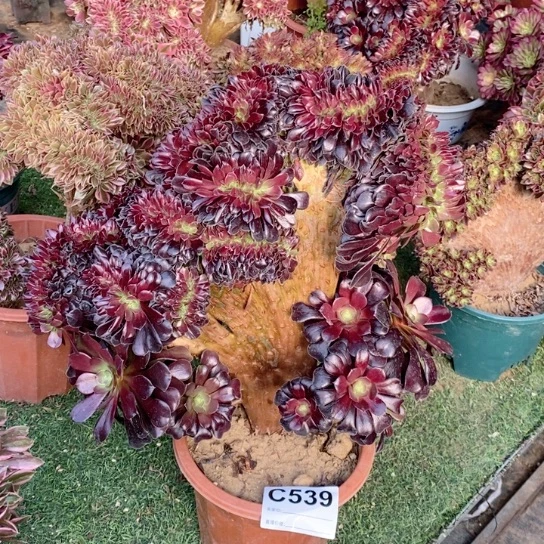 欧紫法师锦缀化539